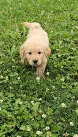 Pink, a female Golden Retriever and English Cream Golden Retriever for sale in Chariton, IA – 3 of 6