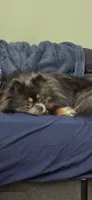Borris, a male Pomeranian for sale in Chariton, IA – 9 of 9