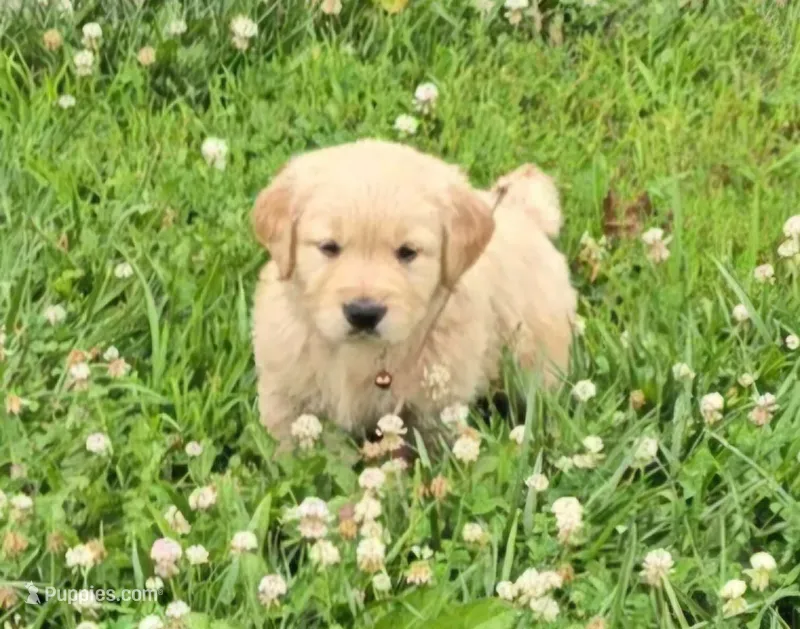Brown – Golden Retriever, English Cream Golden Retriever puppy for sale in Chariton, IA