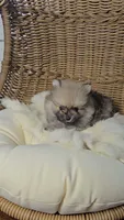 Wolfie, a male Pomeranian for sale in Chariton, IA – 2 of 4