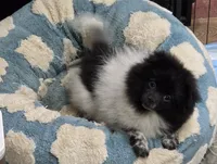 Panda, a female Pomeranian for sale in Chariton, IA – 2 of 10