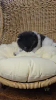 Panda, a female Pomeranian for sale in Chariton, IA – 5 of 5