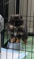 Kiwi, a male Pomeranian for sale in Chariton, IA – 3 of 9