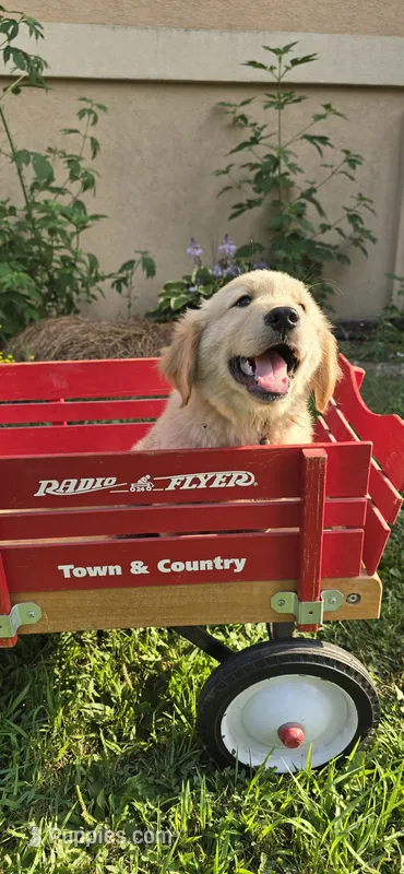 Brown – Golden Retriever, English Cream Golden Retriever puppy for sale in Chariton, IA