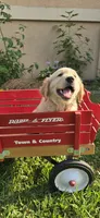 Brown, a male Golden Retriever and English Cream Golden Retriever for sale in Chariton, IA – 1 of 10