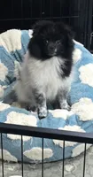 Panda, a female Pomeranian for sale in Chariton, IA – 5 of 10