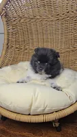 Panda, a female Pomeranian for sale in Chariton, IA – 2 of 5
