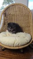 Koda, a male Pomeranian for sale in Chariton, IA – 5 of 6