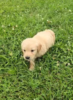 Mable, a female Golden Retriever and English Cream Golden Retriever for sale in Chariton, IA – 2 of 6