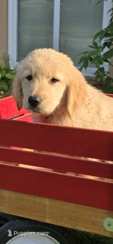Yellow – Golden Retriever, English Cream Golden Retriever puppy for sale in Chariton, IA