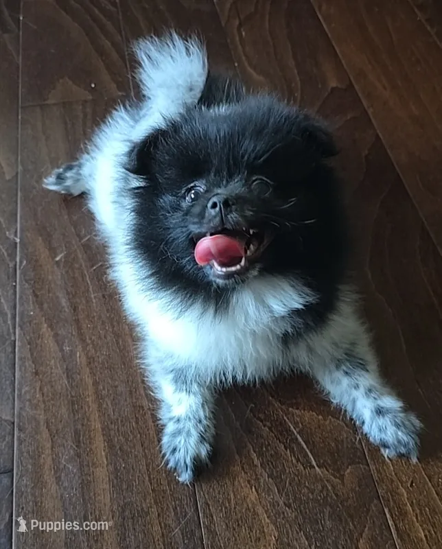 Panda – Pomeranian puppy for sale in Chariton, IA