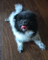 Panda, a female Pomeranian for sale in Chariton, IA – 1 of 6