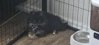 Kiwi, a male Pomeranian for sale in Chariton, IA – 4 of 9