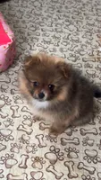 Borris, a male Pomeranian for sale in Chariton, IA – 3 of 9