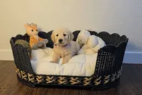 Purple , a female Golden Retriever and English Cream Golden Retriever for sale in Chariton, IA – 4 of 7
