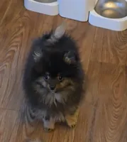 Koda, a male Pomeranian for sale in Chariton, IA – 3 of 9