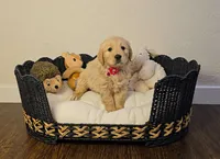 Pink, a female Golden Retriever and English Cream Golden Retriever for sale in Chariton, IA – 4 of 6