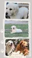 Gray, a male Golden Retriever and English Cream Golden Retriever for sale in Chariton, IA – 7 of 8