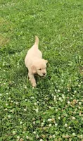 Gray, a male Golden Retriever and English Cream Golden Retriever for sale in Chariton, IA – 4 of 8