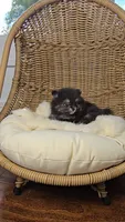 Ollie, a male Pomeranian for sale in Chariton, IA – 3 of 6