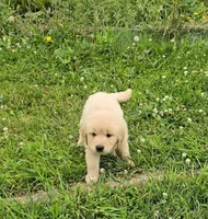 Blue, a male Golden Retriever and English Cream Golden Retriever for sale in Chariton, IA – 4 of 8