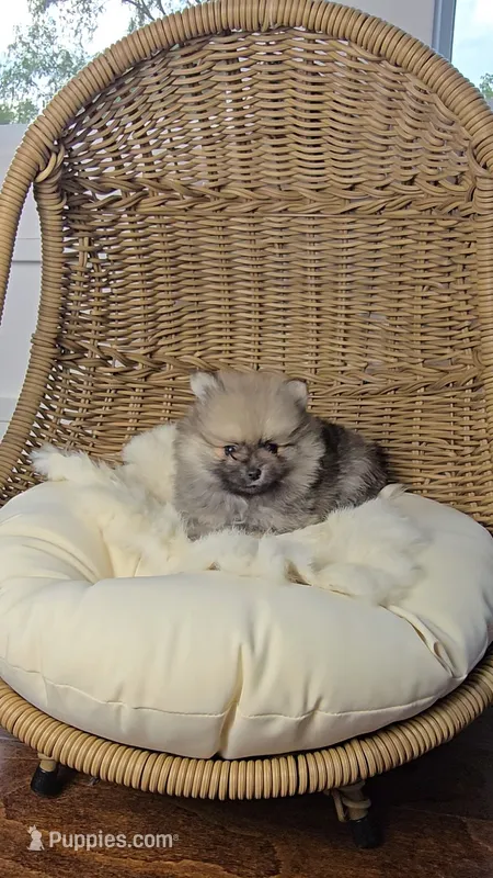 Wolfie – Pomeranian puppy for sale in Chariton, IA