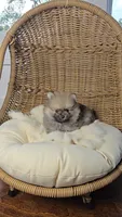 Wolfie, a male Pomeranian for sale in Chariton, IA – 1 of 4