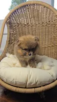 Borris, a male Pomeranian for sale in Chariton, IA – 2 of 8