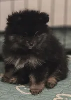 Koda, a male Pomeranian for sale in Chariton, IA – 2 of 6
