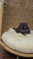 Kiwi, a male Pomeranian for sale in Chariton, IA – 3 of 5