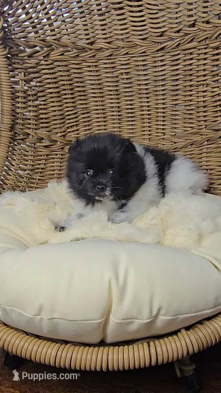 Panda – Pomeranian puppy for sale in Chariton, IA