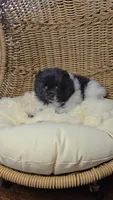 Panda, a female Pomeranian for sale in Chariton, IA – 1 of 5