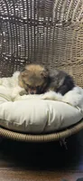 Borris, a male Pomeranian for sale in Chariton, IA – 8 of 8