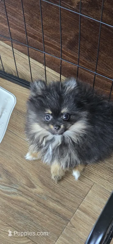 Kiwi – Pomeranian puppy for sale in Chariton, IA