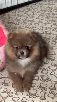 Borris, a male Pomeranian for sale in Chariton, IA – 4 of 9