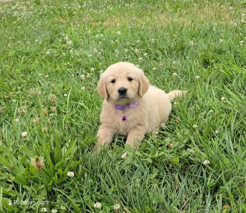 Purple  – Golden Retriever, English Cream Golden Retriever puppy for sale in Chariton, IA
