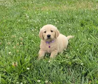 Purple , a female Golden Retriever and English Cream Golden Retriever for sale in Chariton, IA – 1 of 7