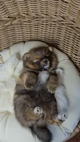 Borris, a male Pomeranian for sale in Chariton, IA – 5 of 8