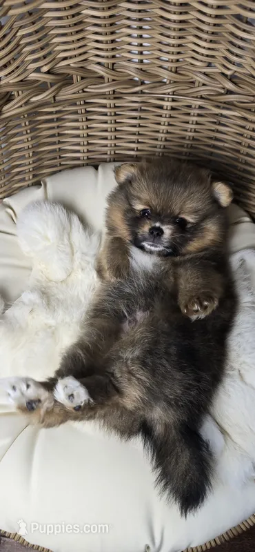 Borris – Pomeranian puppy for sale in Chariton, IA