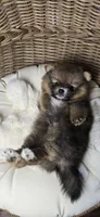 Borris, a male Pomeranian for sale in Chariton, IA – 1 of 8
