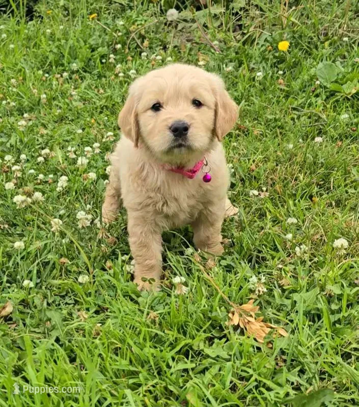 Pink – Golden Retriever, English Cream Golden Retriever puppy for sale in Chariton, IA