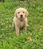 Pink, a female Golden Retriever and English Cream Golden Retriever for sale in Chariton, IA – 1 of 6