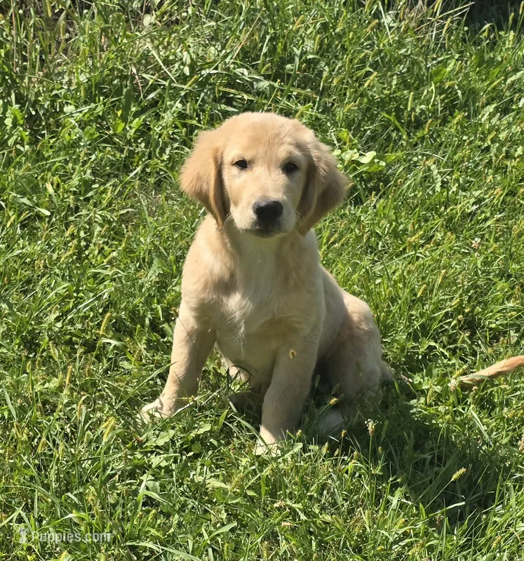 Brown – Golden Retriever, English Cream Golden Retriever puppy for sale in Chariton, IA