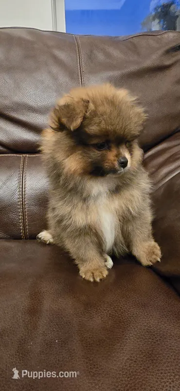 Borris – Pomeranian puppy for sale in Chariton, IA