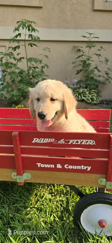 Orange – Golden Retriever, English Cream Golden Retriever puppy for sale in Chariton, IA