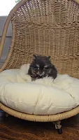 Kiwi, a male Pomeranian for sale in Chariton, IA – 4 of 5