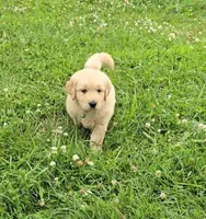 Green, a male Golden Retriever and English Cream Golden Retriever for sale in Chariton, IA – 4 of 7