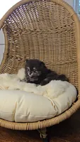 Ollie, a male Pomeranian for sale in Chariton, IA – 2 of 6