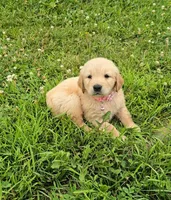 Mable, a female Golden Retriever and English Cream Golden Retriever for sale in Chariton, IA – 1 of 6