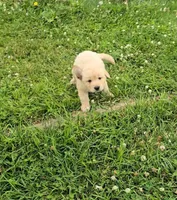 Blue, a male Golden Retriever and English Cream Golden Retriever for sale in Chariton, IA – 5 of 8